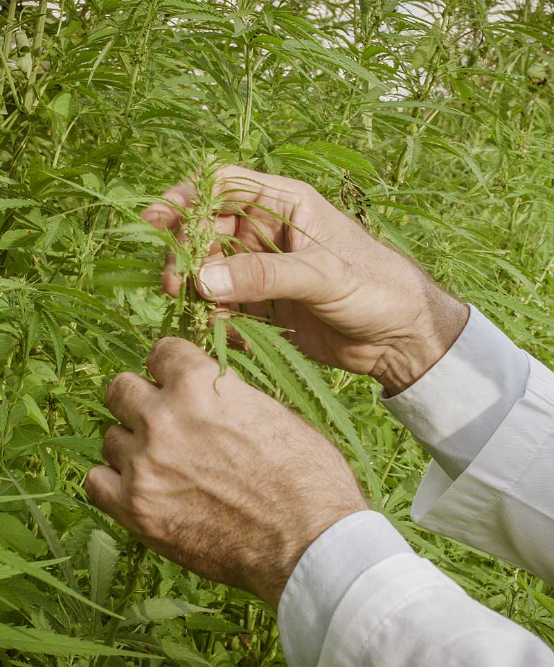 cbd à arrêter de fumer