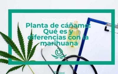Planta de cáñamo: Qué es y diferencias con la marihuana