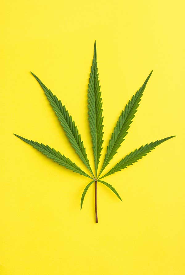 pianta di marijuana