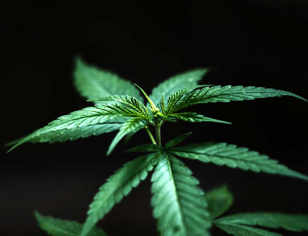 propriétés de la plante de marijuana