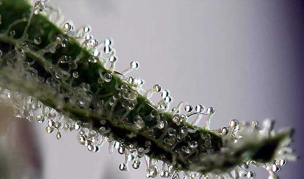 trichomes maduros