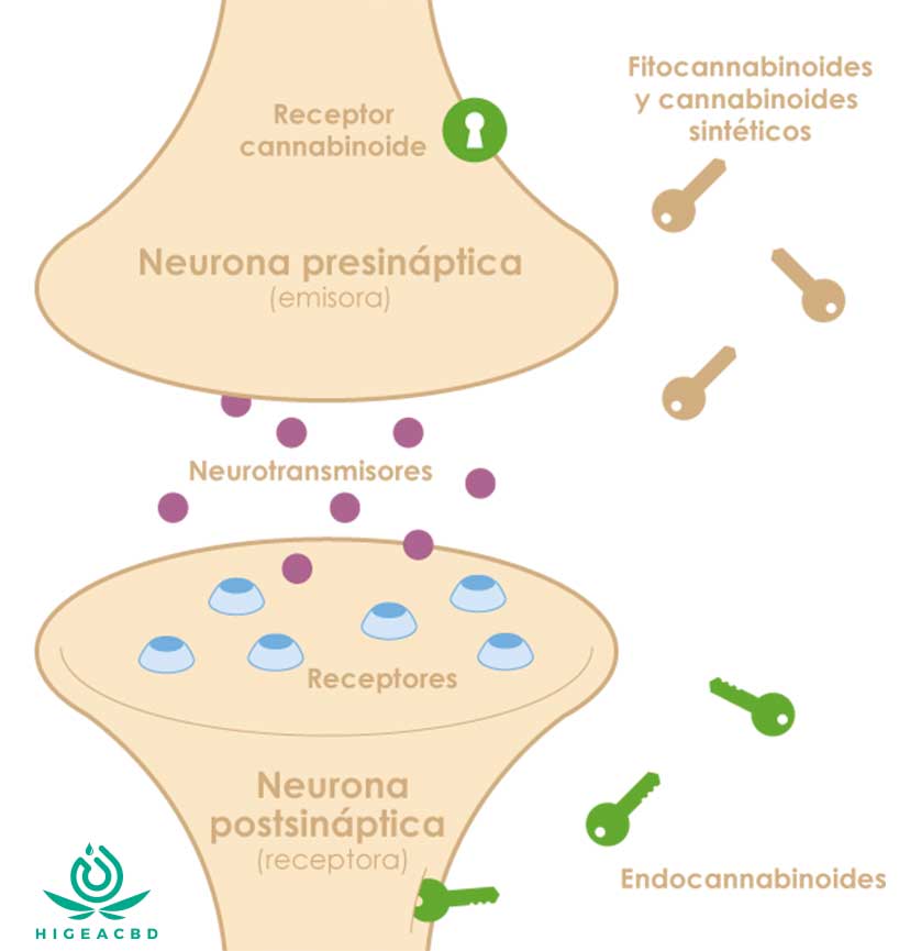 Anandamida, Ou Aea, É Um Neurotransmissor De Ácido Graxo Derivado