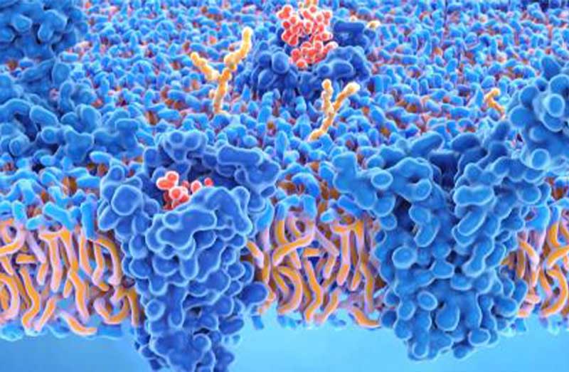 receptors de neurotransmissors