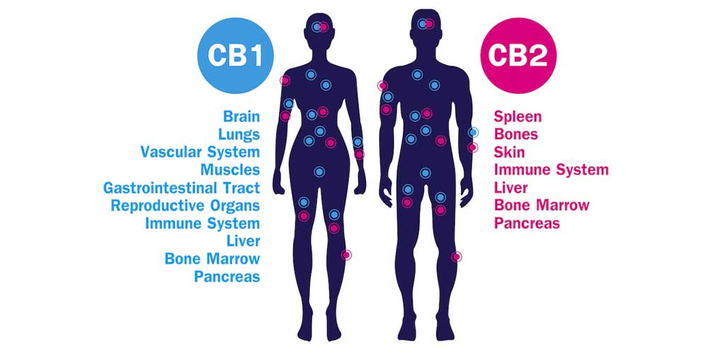 endocannabinoid system