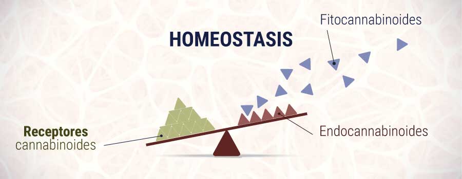 Homöostase cbd