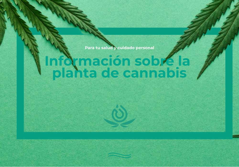 information about cannabis plant