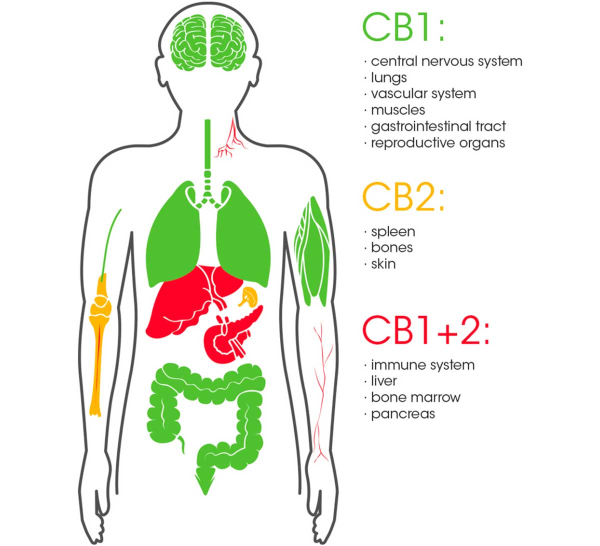 système endocannabinoïde