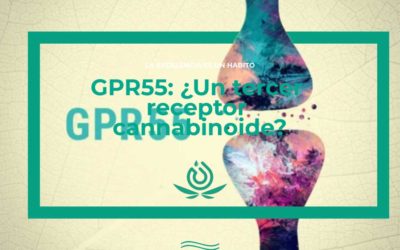 GPR55: Un tercer receptor de cannabinoides?