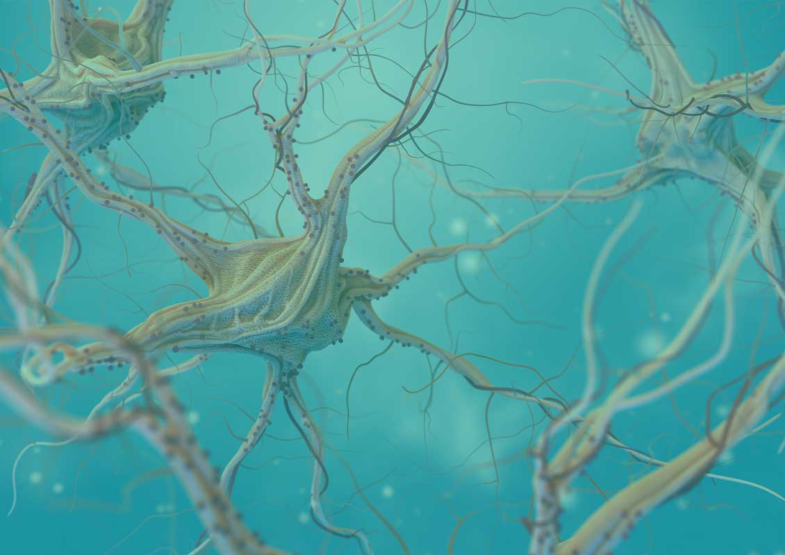 Receptor de cannabinoides GPR55