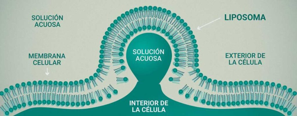 qu'est-ce que les liposomes