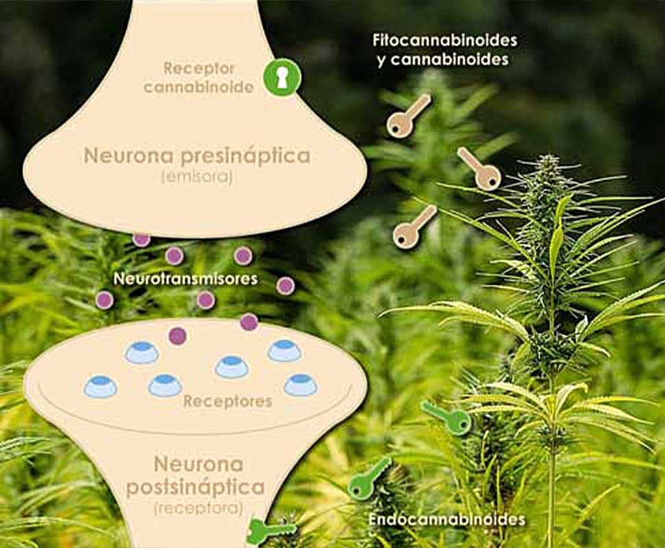 phytocannabinoides