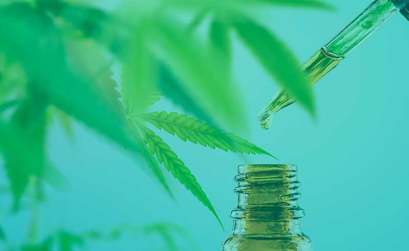 cos'è l'olio di cannabis