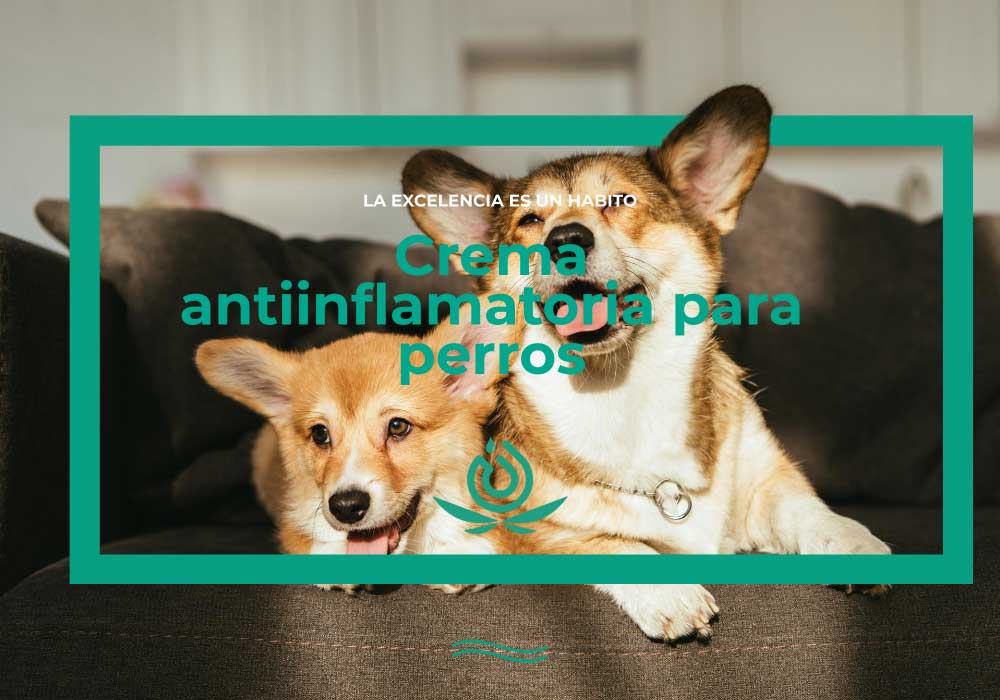 crema antiinflamatòria per a gossos