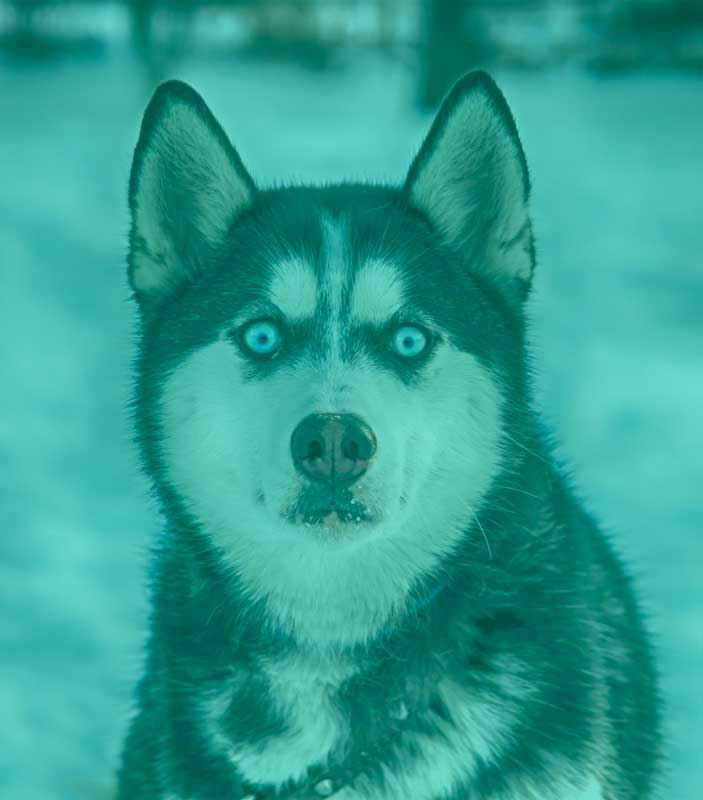 crème anti-inflammatoire pour chiens