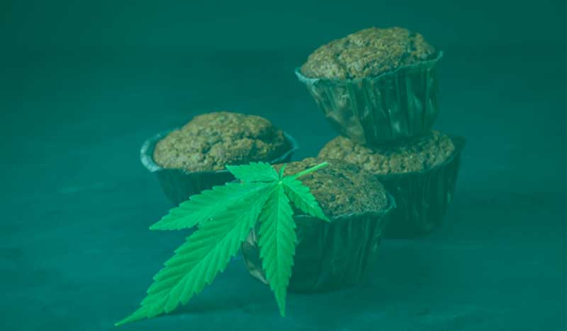 cbd chocolate muffins recipe