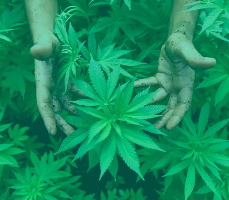 Medizinisches Marihuana in Spanien