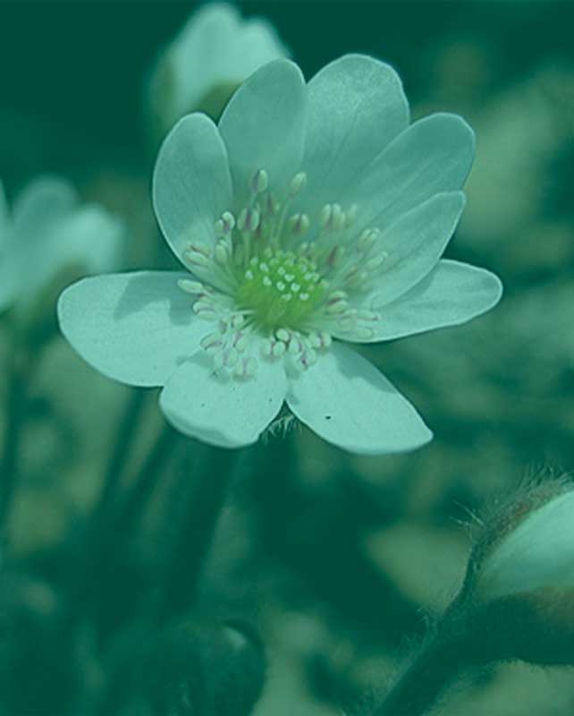 plantas geradoras de canabinóides