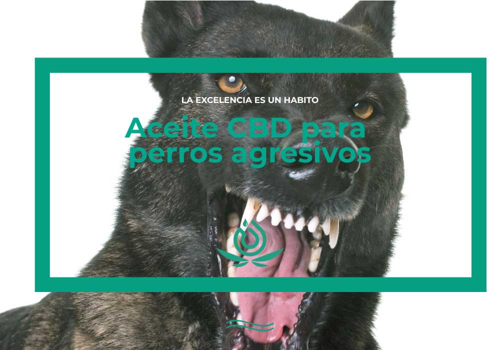 cbd-Öl für aggressive Hunde