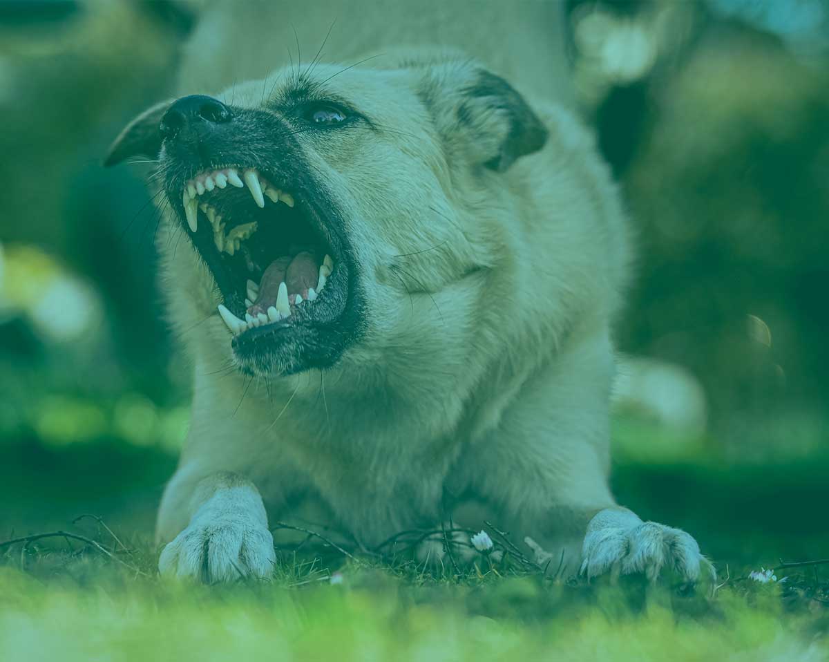 cbd cães agressivos